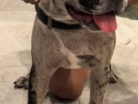 Erkek french bulldog