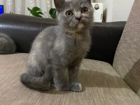 2 AY 10 GÜNLÜK SAFKAN BRİTİSH SHORTHAİR YAVRULAR