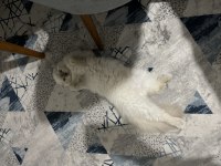 Scottish Fold 1 yaşında Dişi