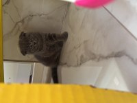 Scottish fold yavru erkek
