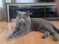 2 Yaşında Oğlumuz Mia Yeni Yuvasını Arıyor Scottish Fold