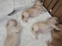Yavru köpekler