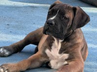 ANNE BABA ŞECERELİ 3 AYLIK SAFKAN CANE CORSO