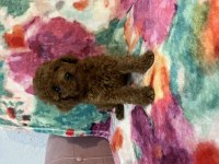 Toy Poodle Bebekler