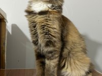 Black Tortie İsabella Maine Coon