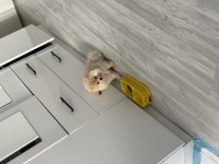 3.5 AYLIK POMERANİAN BOO