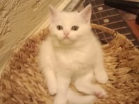 Birbirinden tatlış british shorthair bebekler