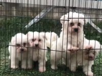 Süt Beyaz Maltese Terrier Yavrular