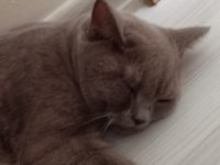 Oyun delisi asil british shorthair