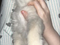 3.5 aylık british longhair erkek yavrum