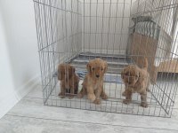 Sağlıklı Dişi Poodle Yavrular 45 Günlük Kuşadası