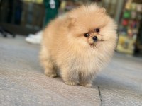 Pomeranian boo yavrular scrli safkan