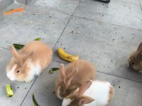 Hollanda Teddy lop tavşan