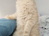 2 yaşında sağlıklı cipli scottish fold