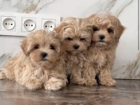 Maltipoo Bebek Surat Ultra Mini Yavrularımız