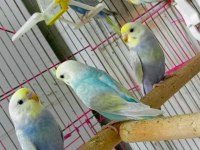 Rainbow Muhabbet Kuşu Bebekler