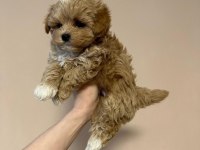 IRK GARANTİLİ MALTİPOO YAVRULARI