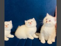 SAFKAN MAVİ GÖZ BRİTİSH YAVRULARIMIZ