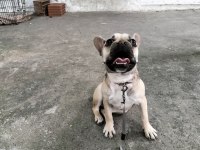 Sevimli kızım şirin french bulldog