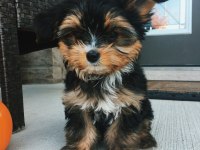 Morkie Yavrularımızı Canlı Görerek Alabilirsiniz