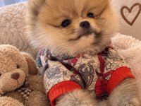 Pomeranian Boo Köpeği