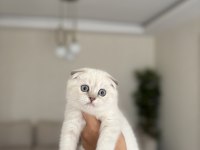 SCOTTISH FOLD SILVER YAVRULARIM 