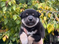 Safkan Shiba Inu Yavruları Sevimli Tilki Suratlar