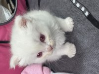 4 erkek saf yavru ragdoll