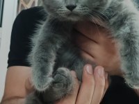 British shorthair yavru