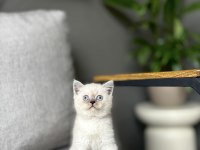 British Shorthair Blue Point Yavrularım 