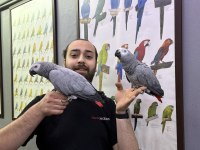 Konuşan Zeki Evcil Eğitimli Jako Papağanı