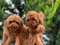 EVİMİZİN KIVIRCIK POODLE BEBEKLERİ SİZLERLE