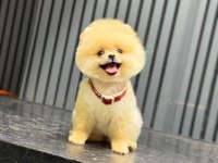 Pomeranian Boo Yavrumuz Irk Ve Sağlık Garantili