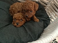 Toy poodle sıfır boy