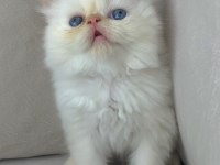 SIFIR BURUN KALICI MAVİ GÖZ İRAN KEDİSİ