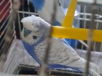 Hazır Takım Yavru Alınmış Muhabbet Kuşu Video Atarım