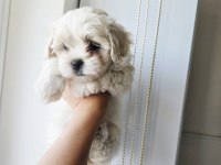 Maltese terrier yavru köpeğimiz