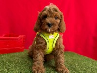 Dizayn Irk Mini Sevimli Maltipoo Yavrular 