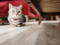 10 aylık British shorthair silver tabby oğlusumuz