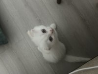 Bembeyaz kırık kulak scottish fold