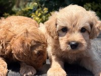 SEVGIYLE BUYUYEN MALTİPOO YAVRULARIMIZ