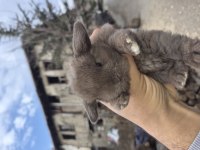 Orjinal mini lop tavşan