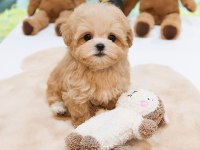 EN ÖZEL KORE GEN MALTİPOO BEBEKLERİMİZ