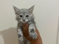 Safkan Main Coon Yavruları Anne ve Baba SCR Kayıtlı