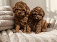 Irk Ve Sağlık Garantili Toy Poodle Yavruları