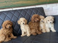 MALTESE YAVRULAR MALTİPO VE TOY POODLE YAVRULAR ANKARA