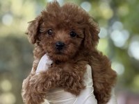 YENİ AİLESİNİ ARAYAN TATLI POODLE