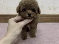 Sağlıklı Toy Poodle
