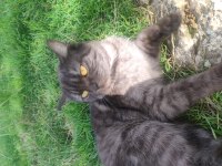 Biritiş shorthair melez ücretsiz SAHİPLENDİRİLİCEK