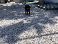 Yavru rottweiler ve yavru kurt 3 aylıklar
